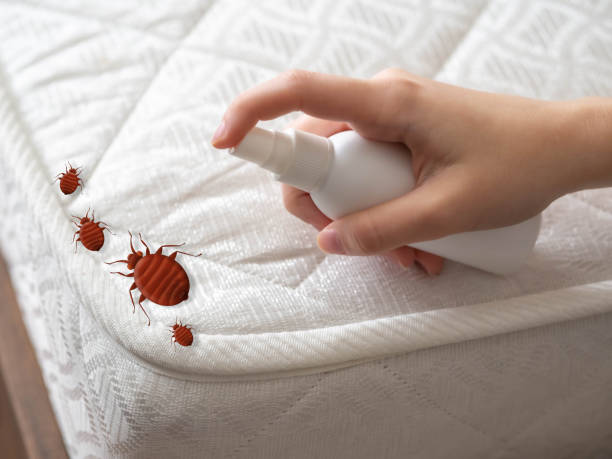 Best Insect Control  in Clifton Springs, NY