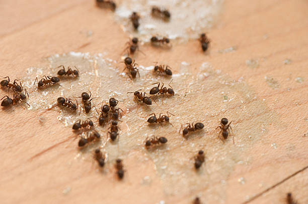 Best Bed Bug Extermination  in Clifton Springs, NY
